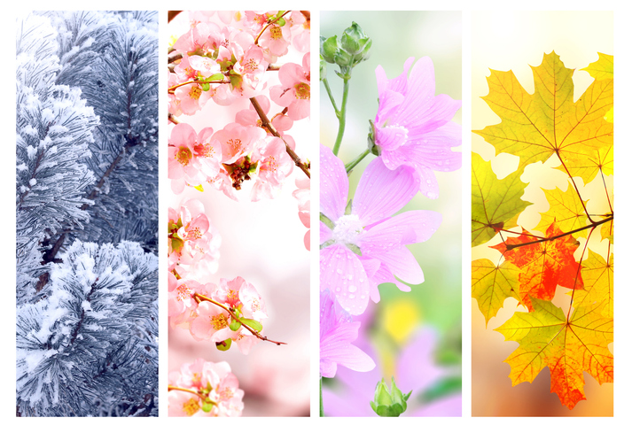 Four seasons of year. Set of vertical nature banners with winter, spring, summer and autumn scenes. Nature collage with seasonal scenics. Copy space for text